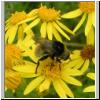 Merodon equestris - Narzissenschwebfliege 12.jpg
